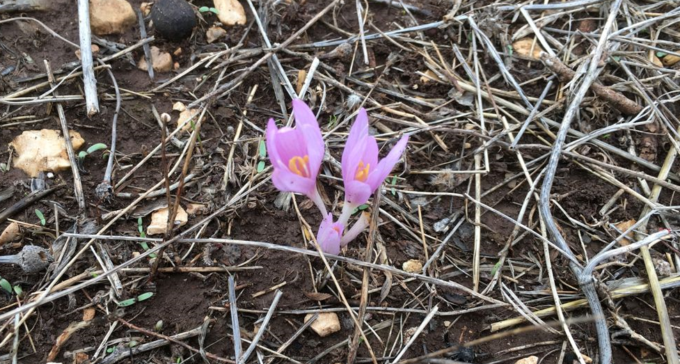 Blooming of Automn flower (Colchicum)