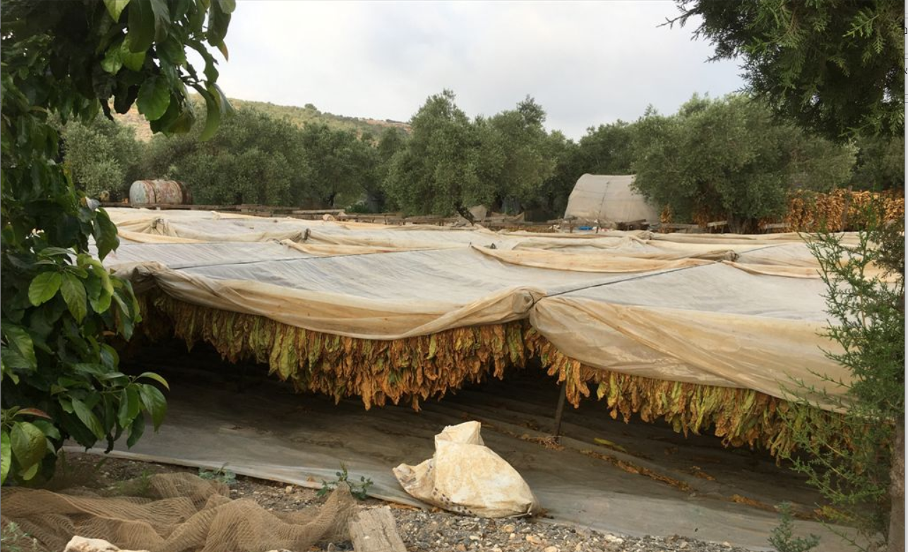 אזור חרמש: ייבוש עלי הטבק נמשך