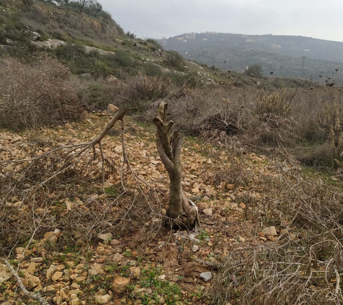 38 עצי זית נכרתו בלילה בכפר יאסוף, בחלקה שקרובה להתנחלות רחלים 