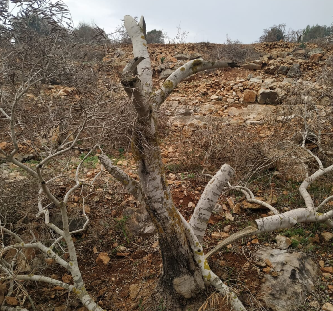 יאסוף: 38 זיתים נכרתו בלילה בכרם הסמוך להתנחלות רחלים