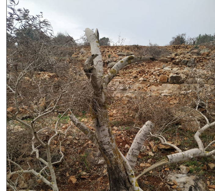 יאסוף: 38 זיתים נכרתו בלילה בכרם הסמוך להתנחלות רחלים
