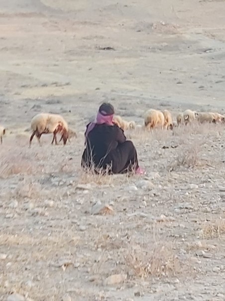 Al Uja: The flocks lick dry grass and thorns
