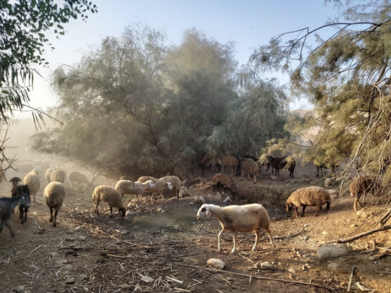Accompanying shepherds and flocks to Ein Sukot in the Jordan Valley