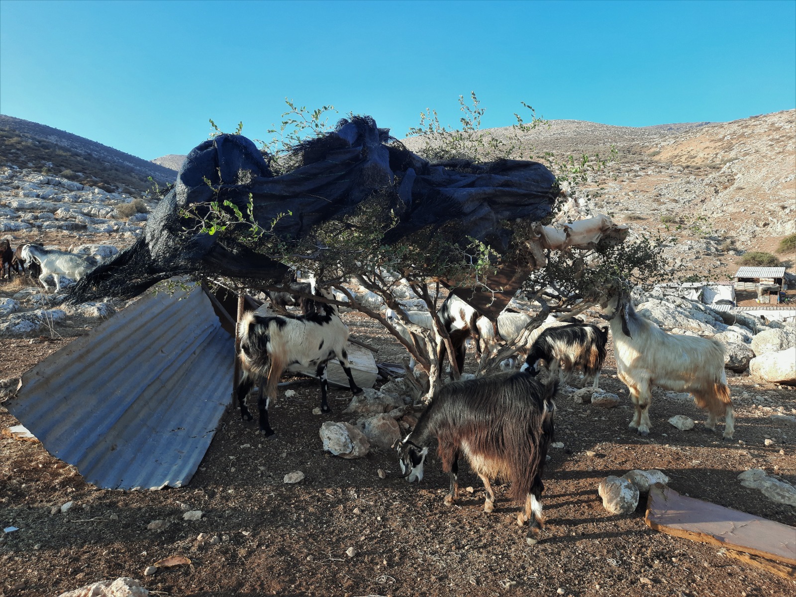 עין שיבלי: עזים וכבשים
