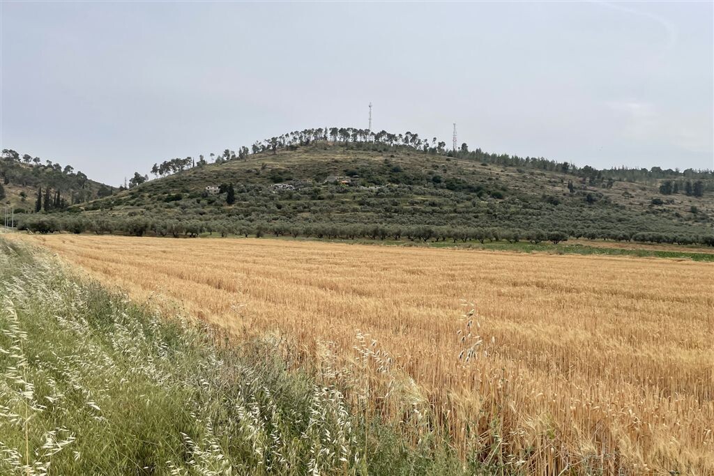 The grain fields at the foot of Jabal al-Akra'a