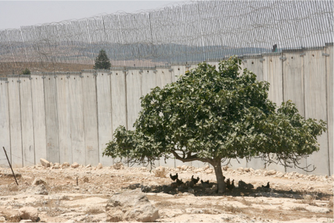 דרום הר חברון -תמונה סוריליסטית : תרנגולות בצל עץ תאנה על רקע החומה וגדרות התיל.