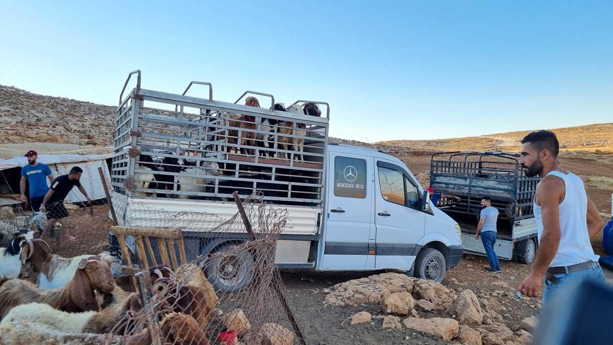 מעמיסים את הצאן ועוזבים את אל קבון 4.8.23