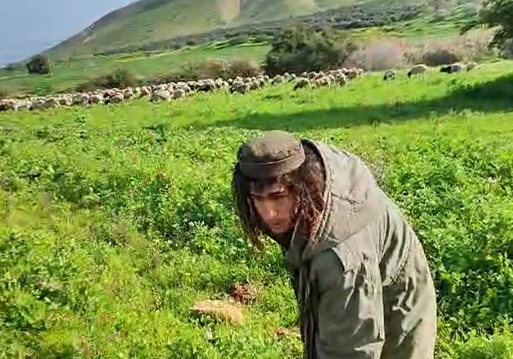 Al Farsia, Jordan Valley: A boy from the outpost Didi invades a Palestinian's barley field with his sheep