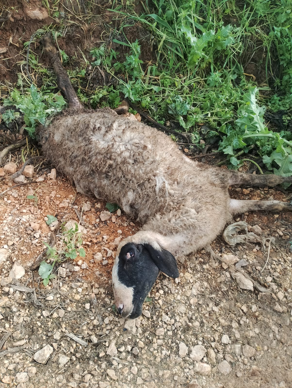 The sheep in the Palestinian herd that was killed by a settler's dog