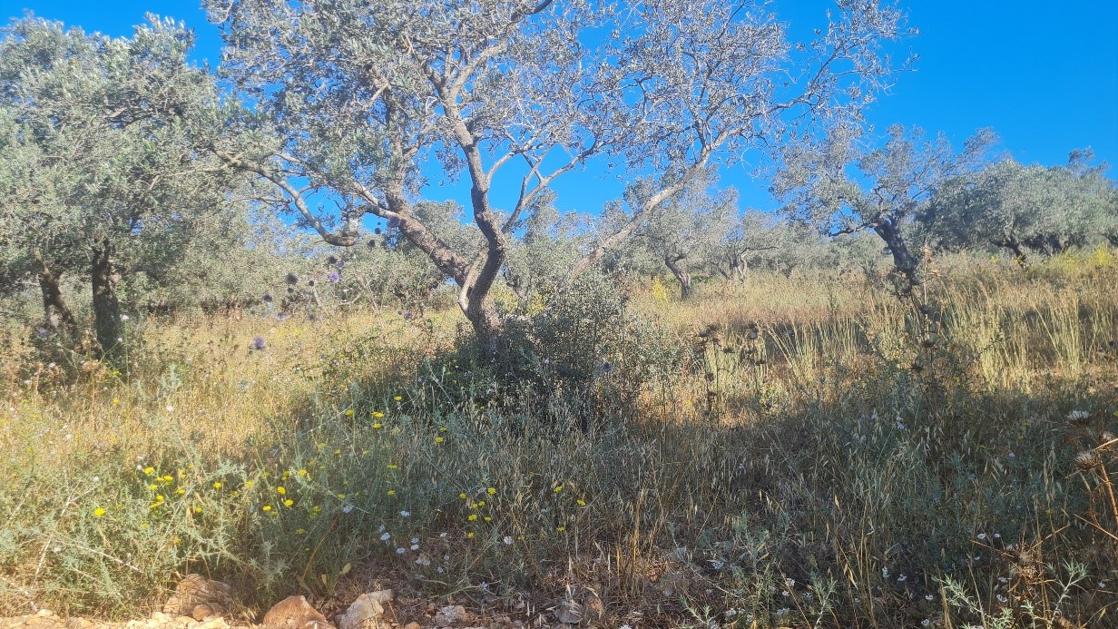 הזיתים של חקלאי עאנין במרחב התפר מוזנחים ונטושים, בגלל מניעת המעבר אליהם