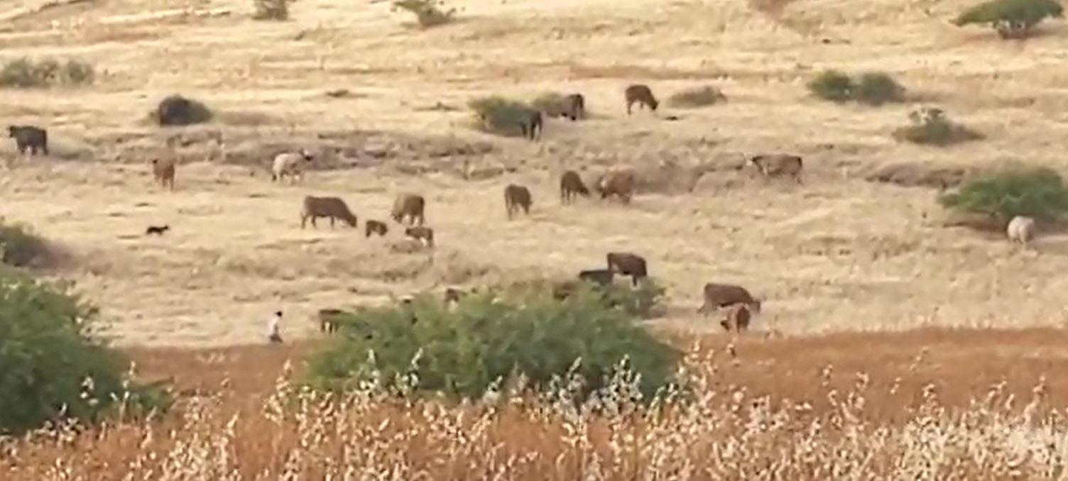 Farissiya - Settlers' cows enter a Palestinian's field, eat and destroy