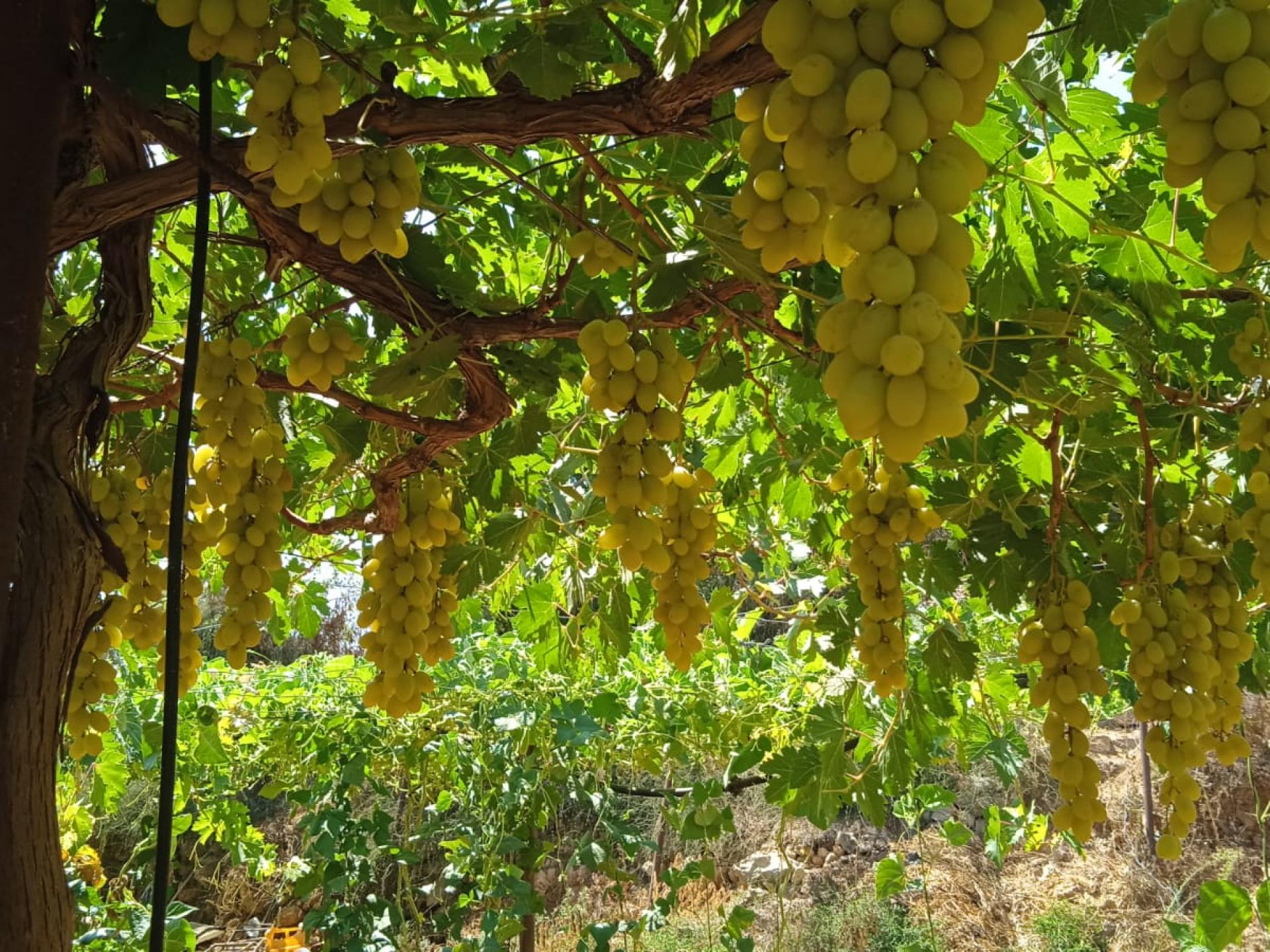 Hebron - grapes are not harvested because it is impossible to sell them