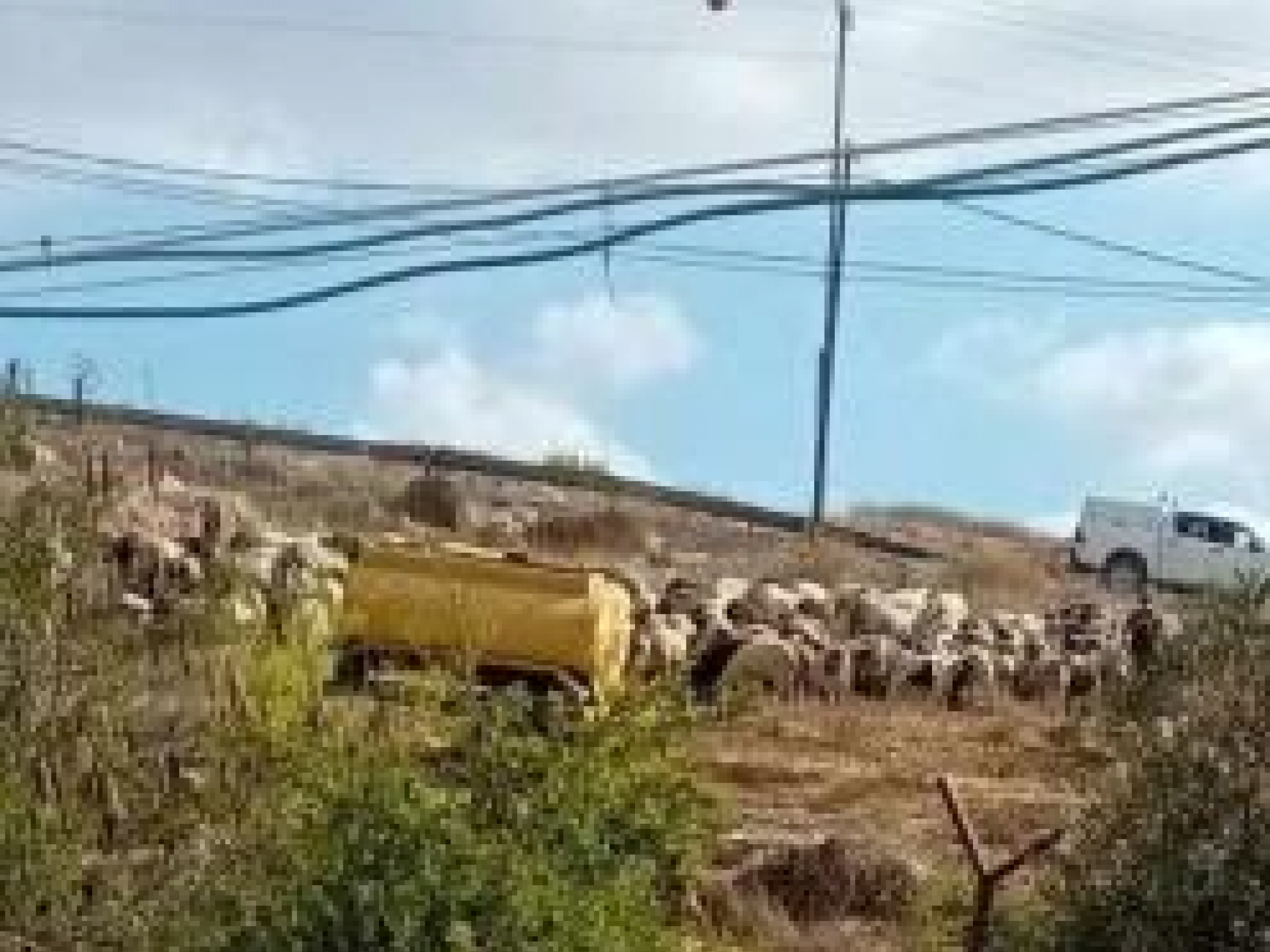 Fuqeiqis - the settlers and their herds enter Rania's yard and harass