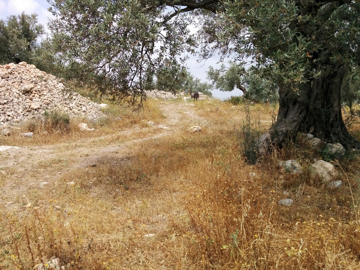 עץ זית בן מאות שנים צילום אירית סגולי.jpg