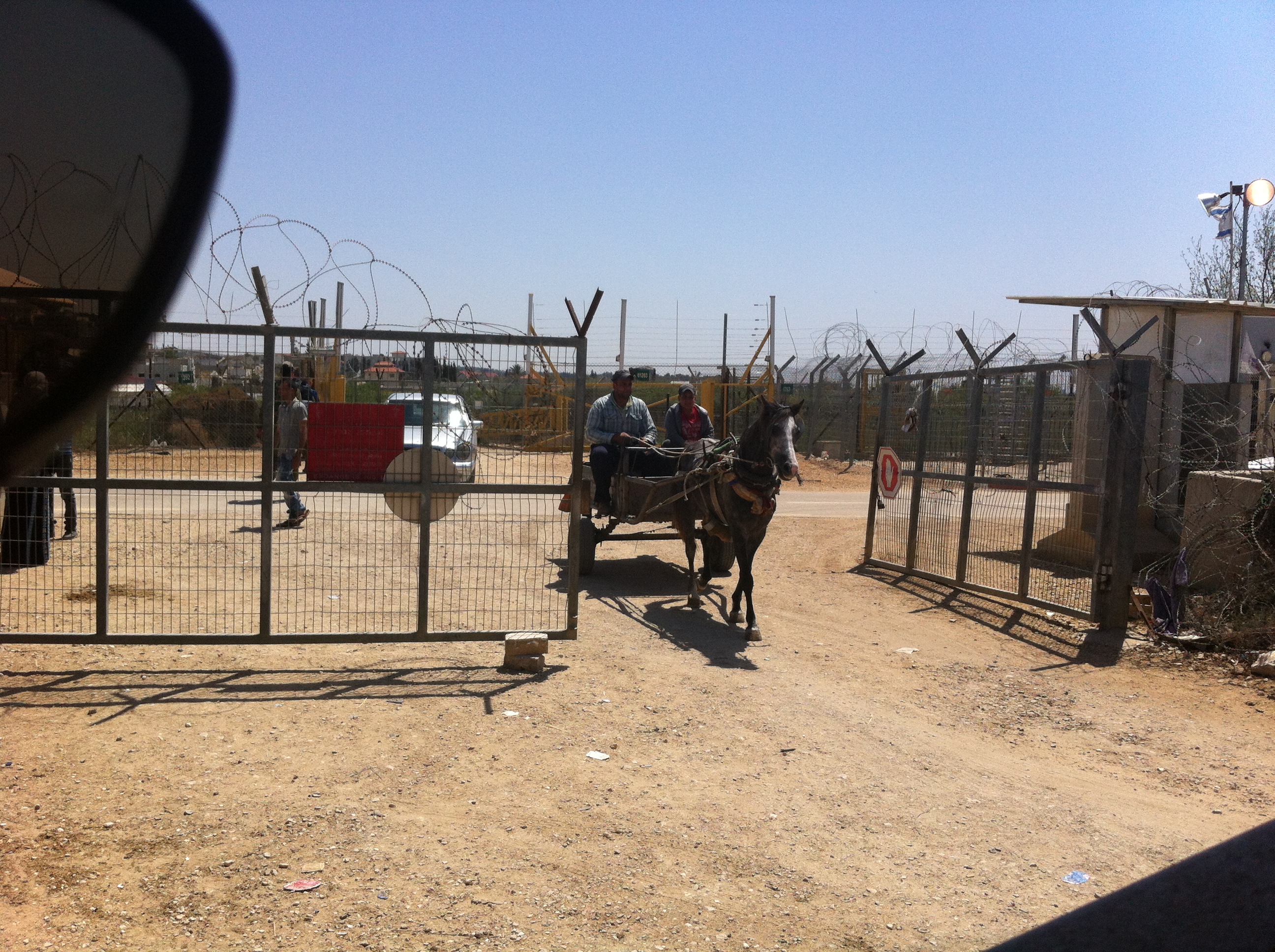 סוס ועגלה בחבלה.JPG