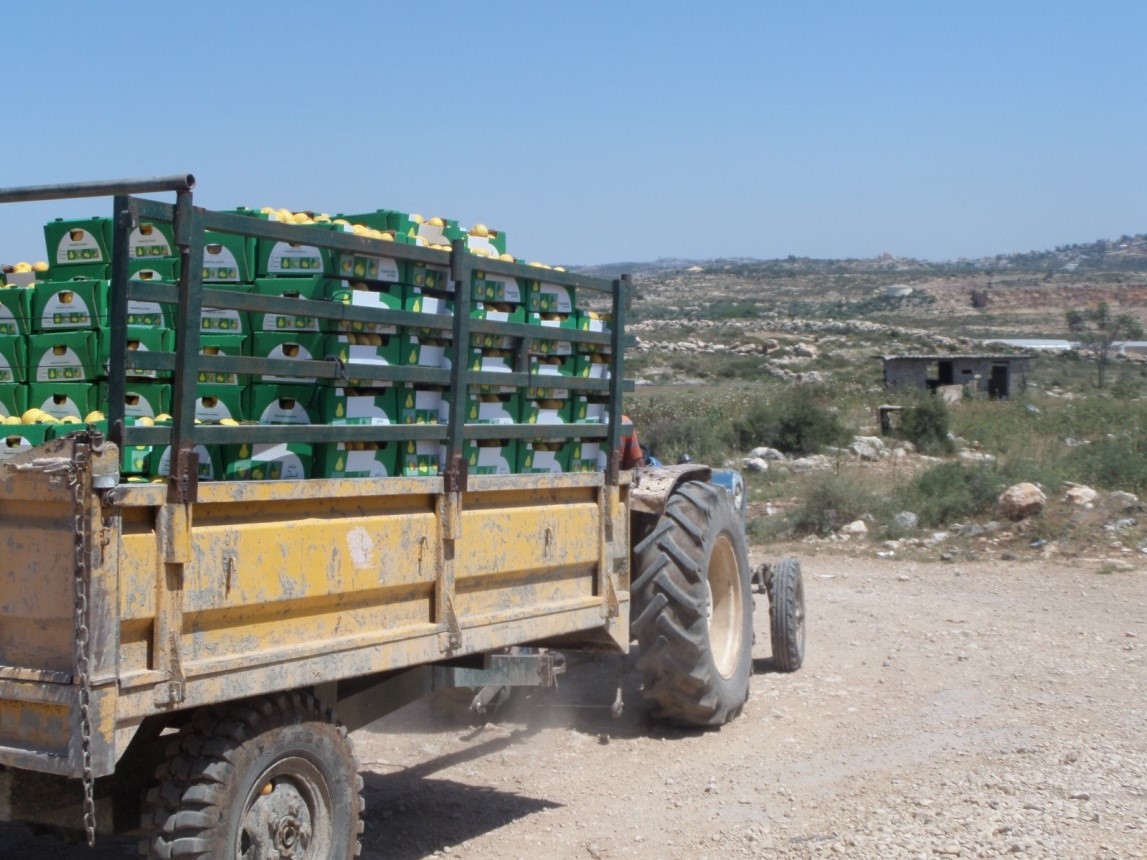 8.4.2017 palamya lemons.jpg