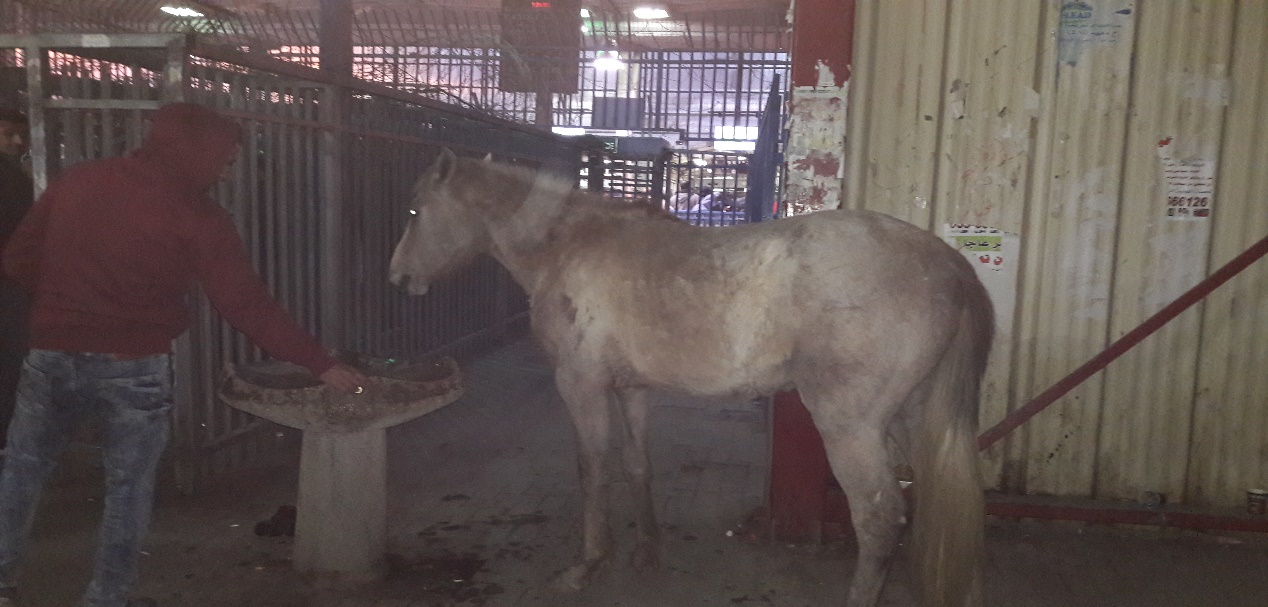 A hourse Qalandiya 29.3.17 Ronit Dahan Ramati.jpg