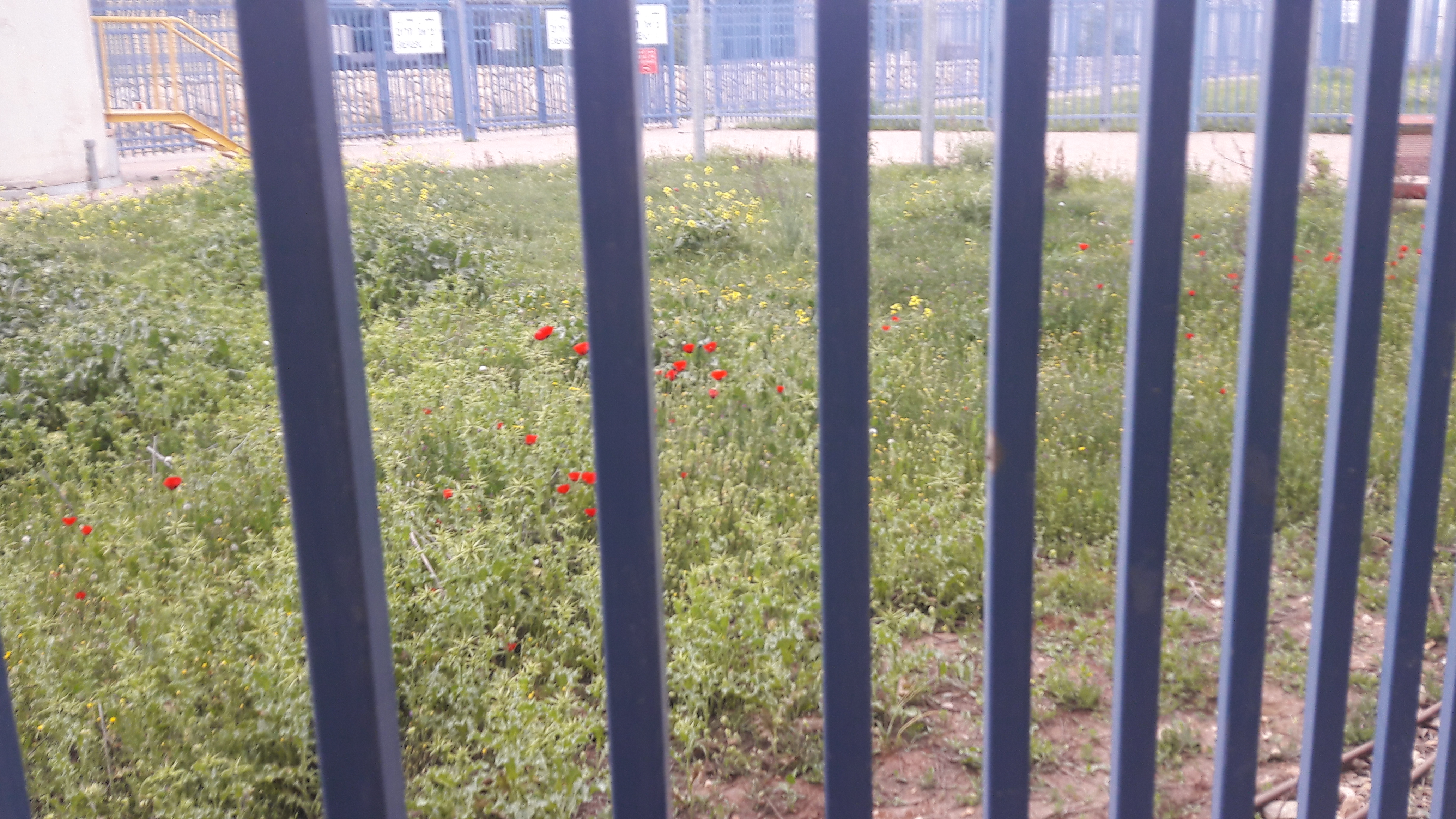 פרגים פורחים מאחורי הסורגים - קלנדיה 22.3.2017.jpg