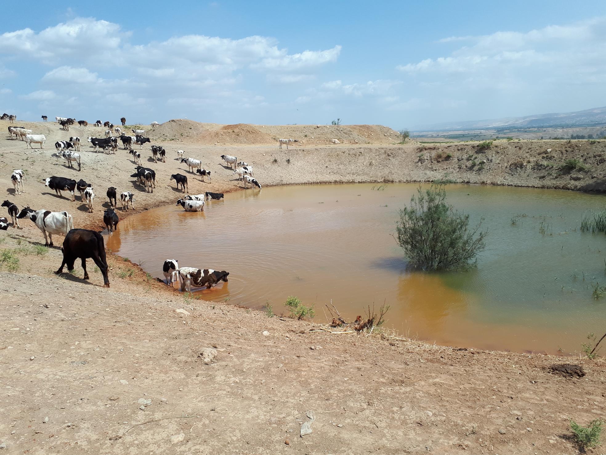 עדר הפרות בעין סקות - צילמה שושי יצחקי.jpg