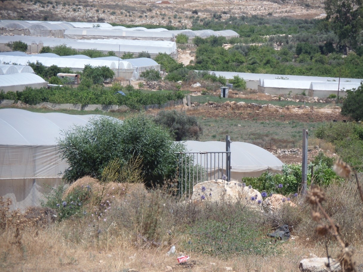 חממות בדרך לפלמיה.jpg