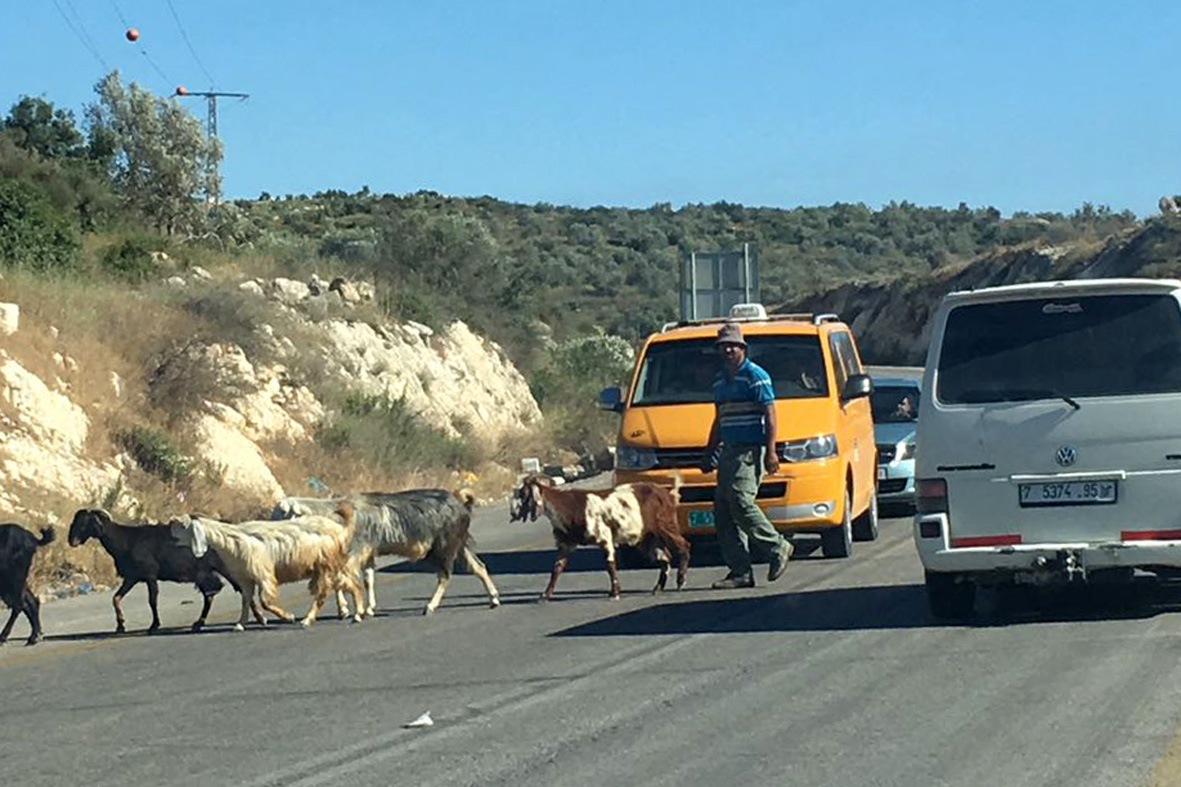 חוזרים מהמרעה לכפר זבדה ליד מחסום ברטעה.jpg