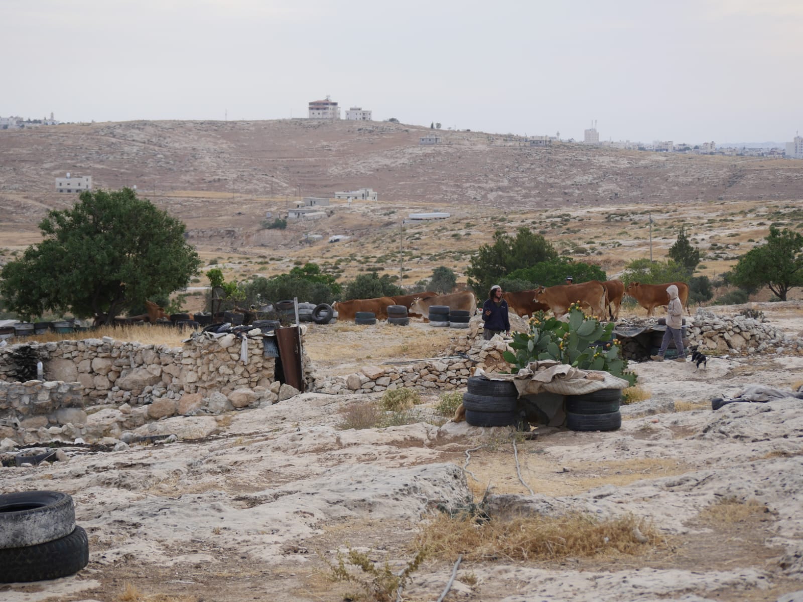 Settlers and their cows inside Susiya