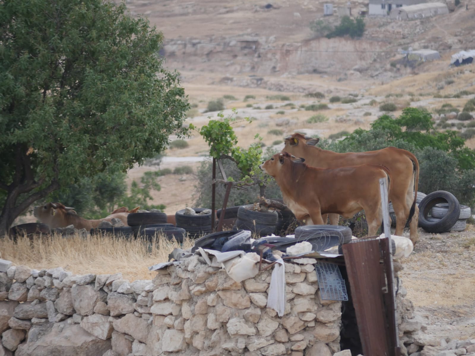 Susiya - herds of settlers reach the courtyards of homes