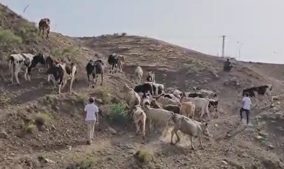 Ein El Hilweh - Settler boys in white Shabbat shirts smuggle P.'s herd