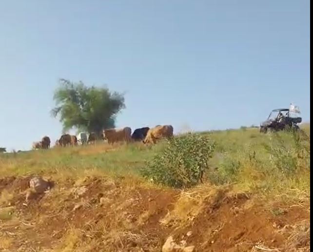 Moshe Sharvit tramples cultivated fields in Area B with a tractor
