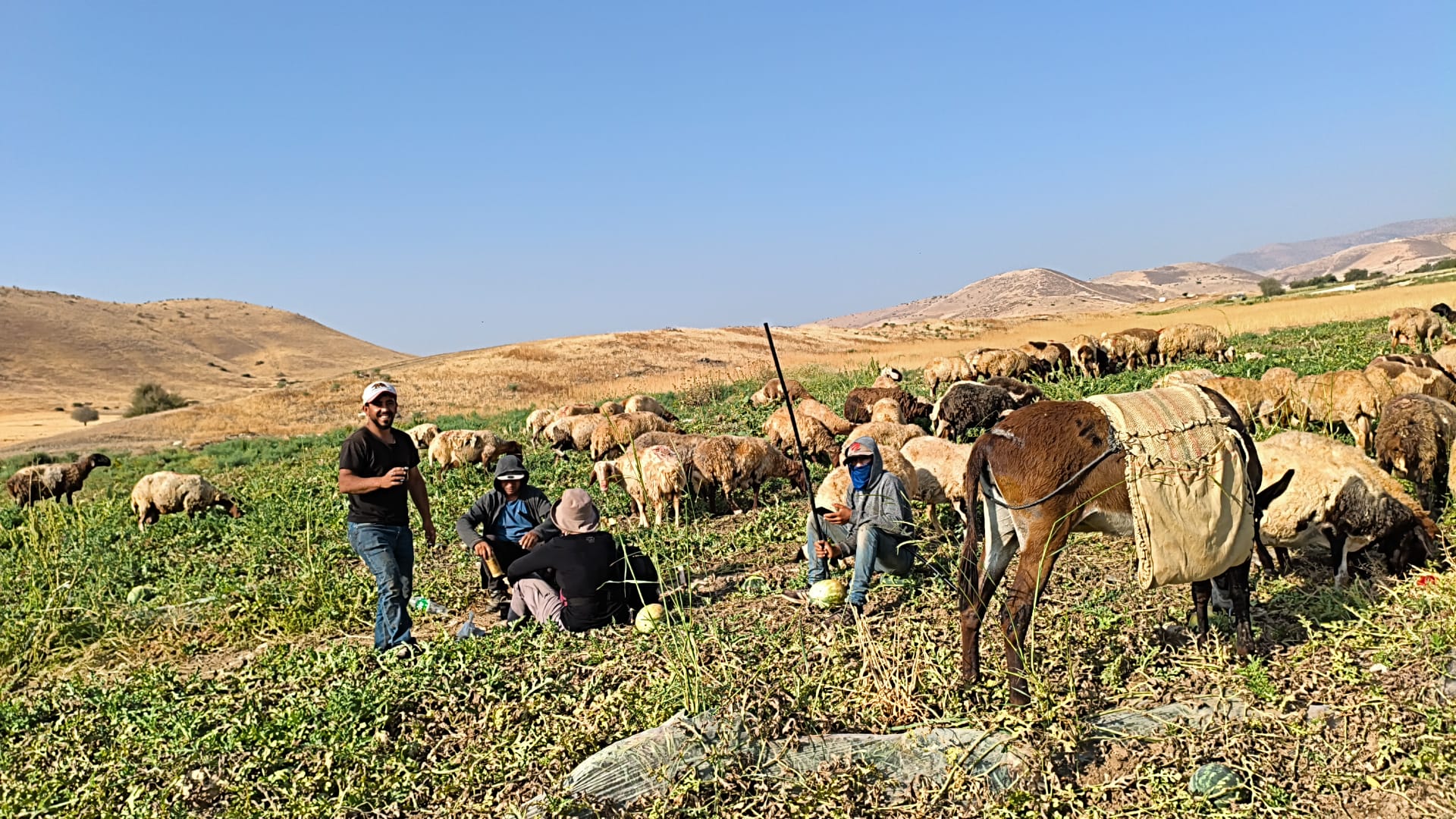 Ein a-sakut: A peaceful grazing with Al-Farisiya shepherds