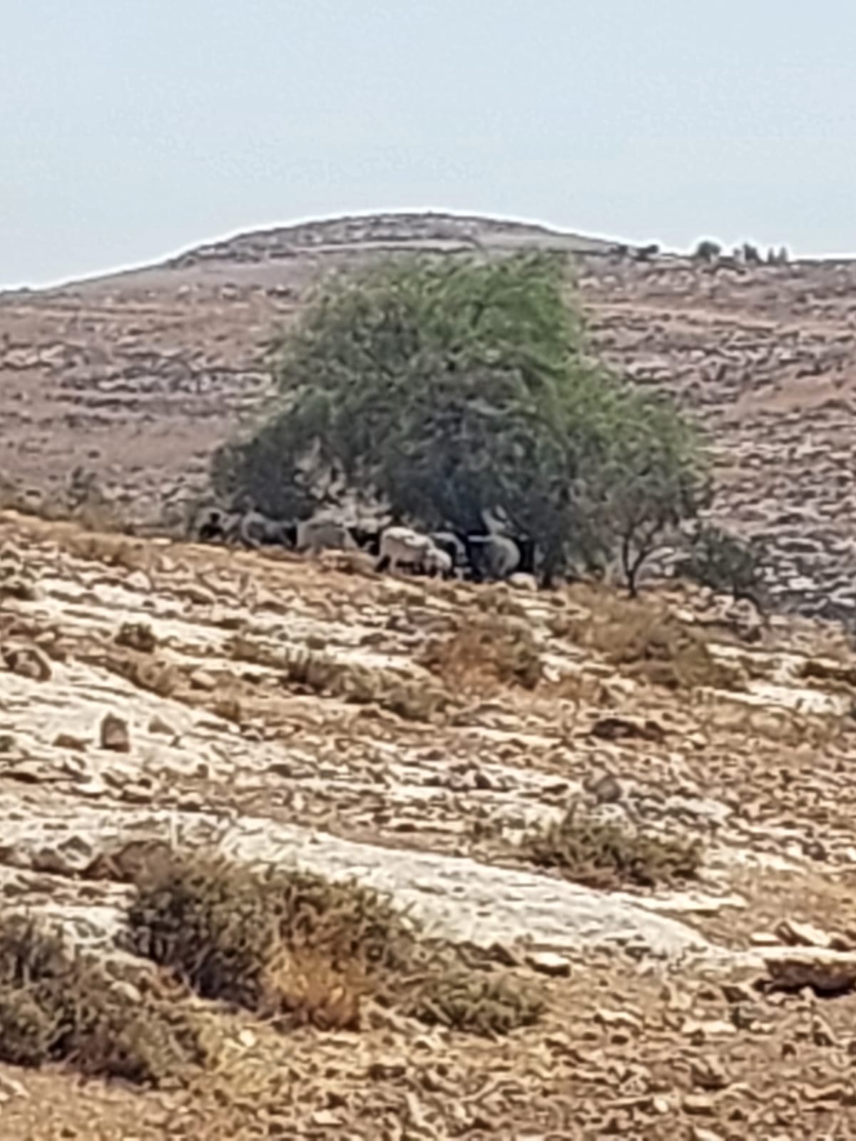 Amichai Shiloh rests under a tree with his herd