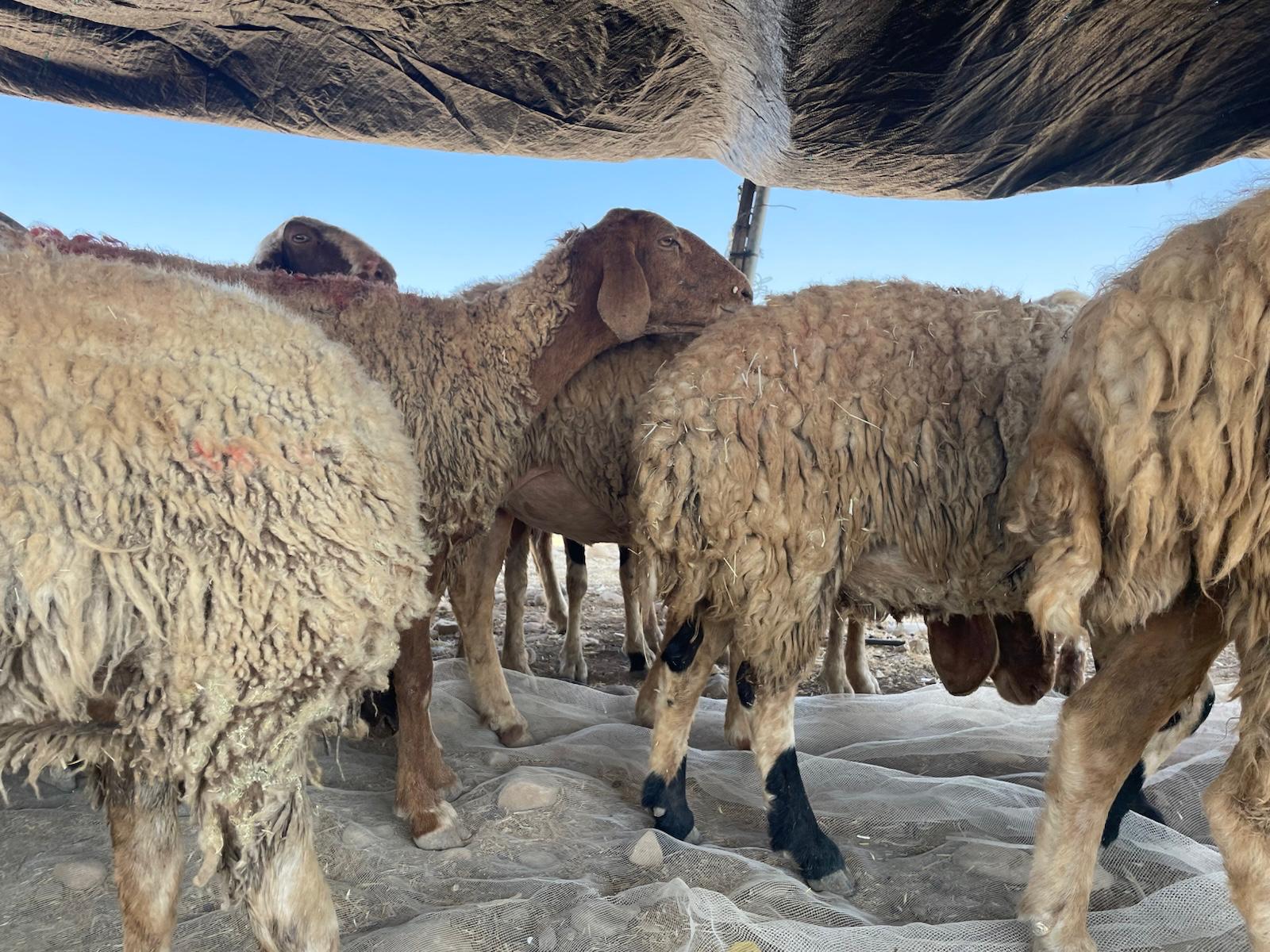 The sheep from Farsiya, which are in the summer months