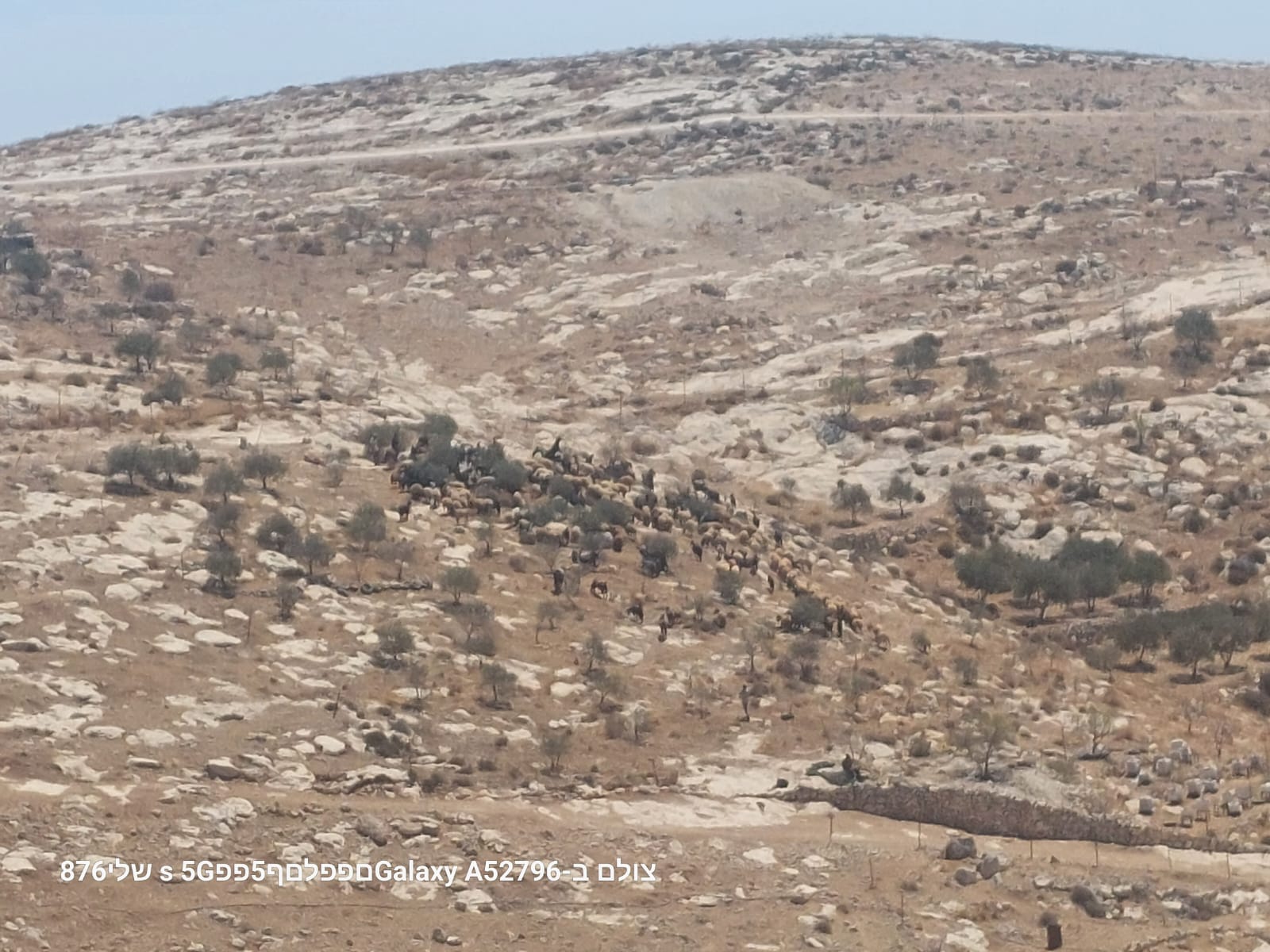 מופקרה - המתנחלים ועדריהם בוואדי מתקרבים אליהם