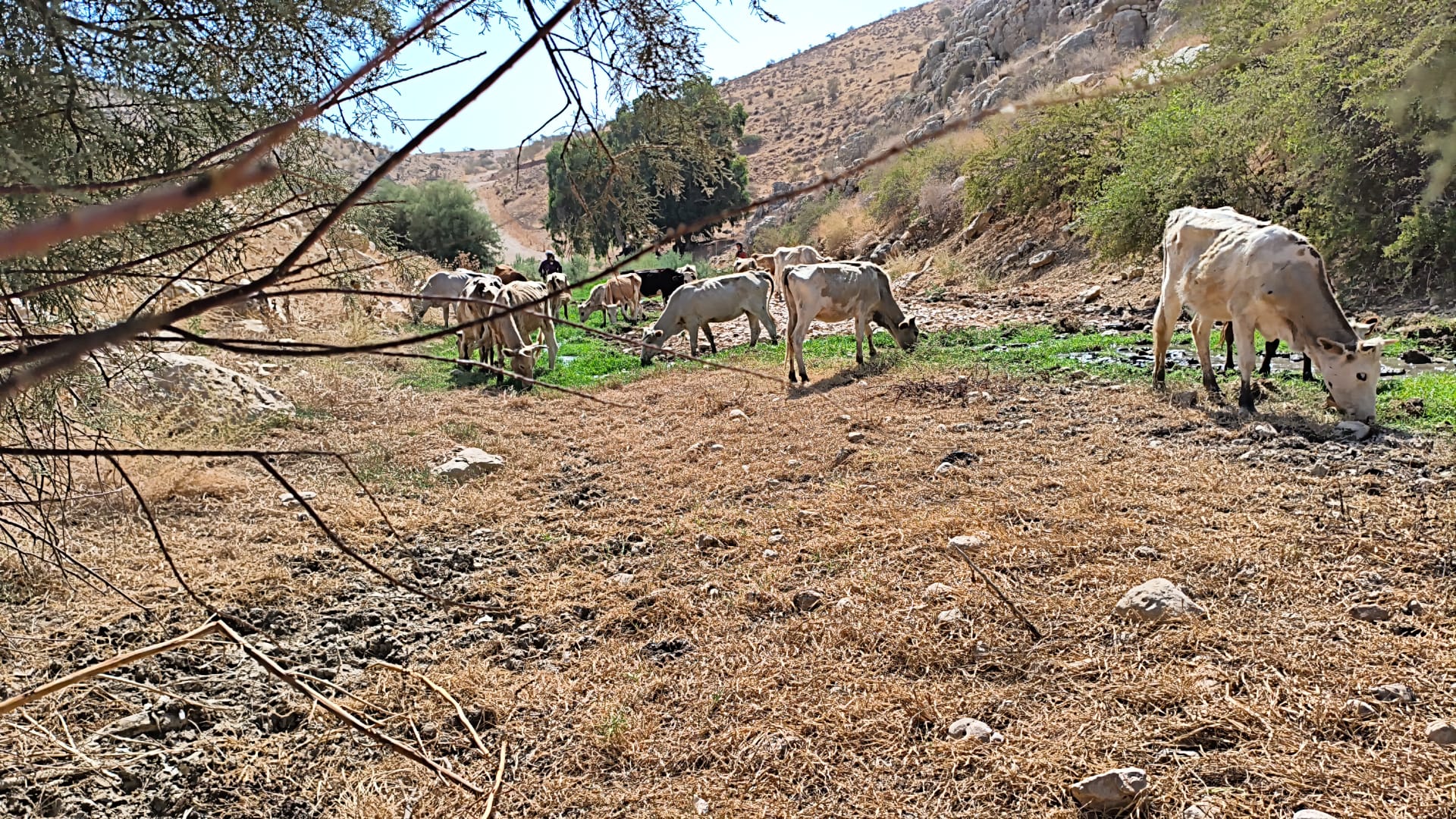 Ein al-Hilwe: Green pasture along the stream