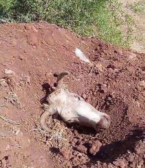 איבזיק: מתנחלים הרגו 8 פרות