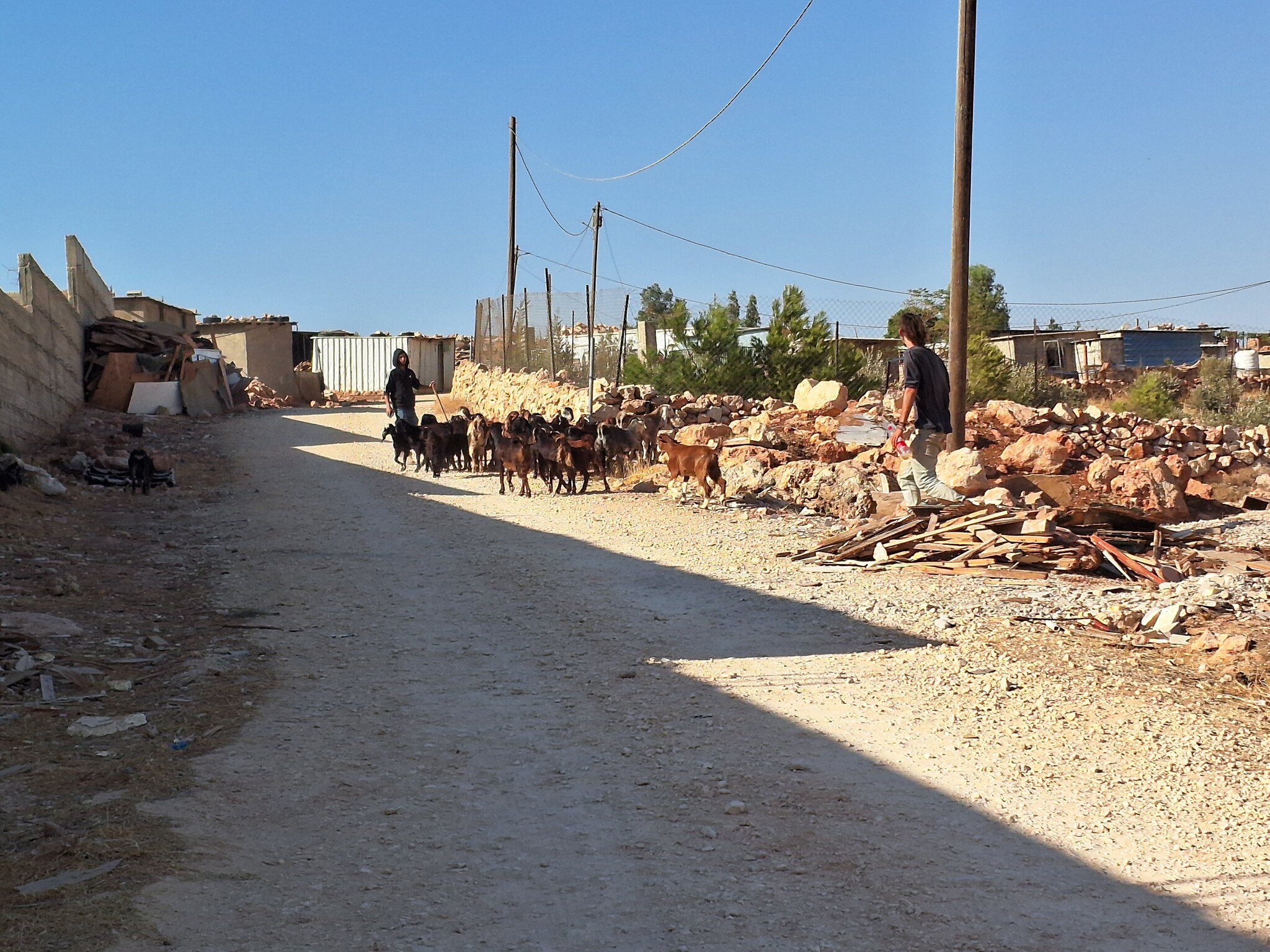 דומא: המתנחלים נכנסים עם העדר למתחם של הבדואים 