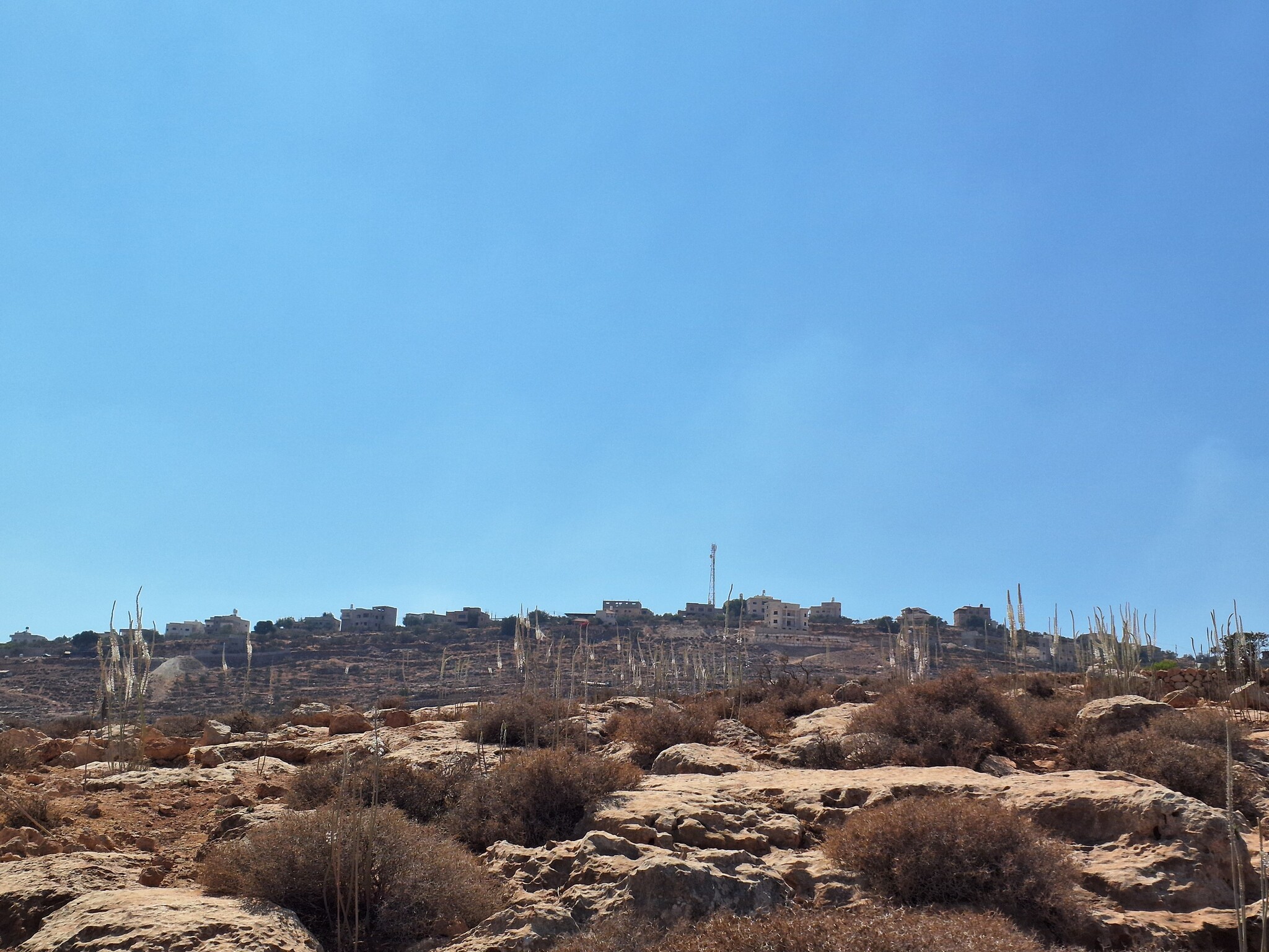 דומא: חצבים פורחים ובתי דומא ברקע 