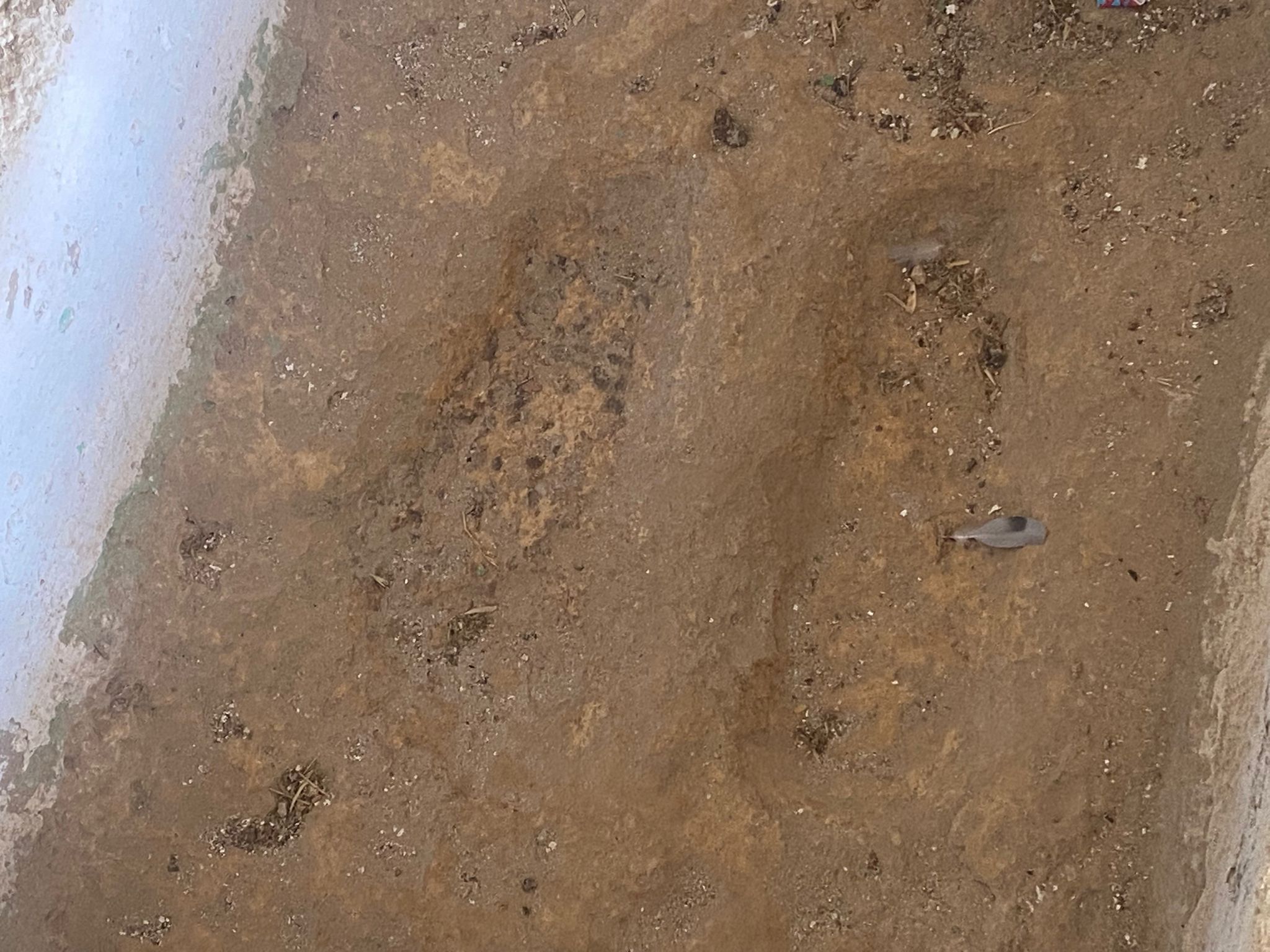 Abraham's footprints in the rock