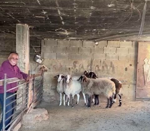 Duma: Hussein's Five Sheep