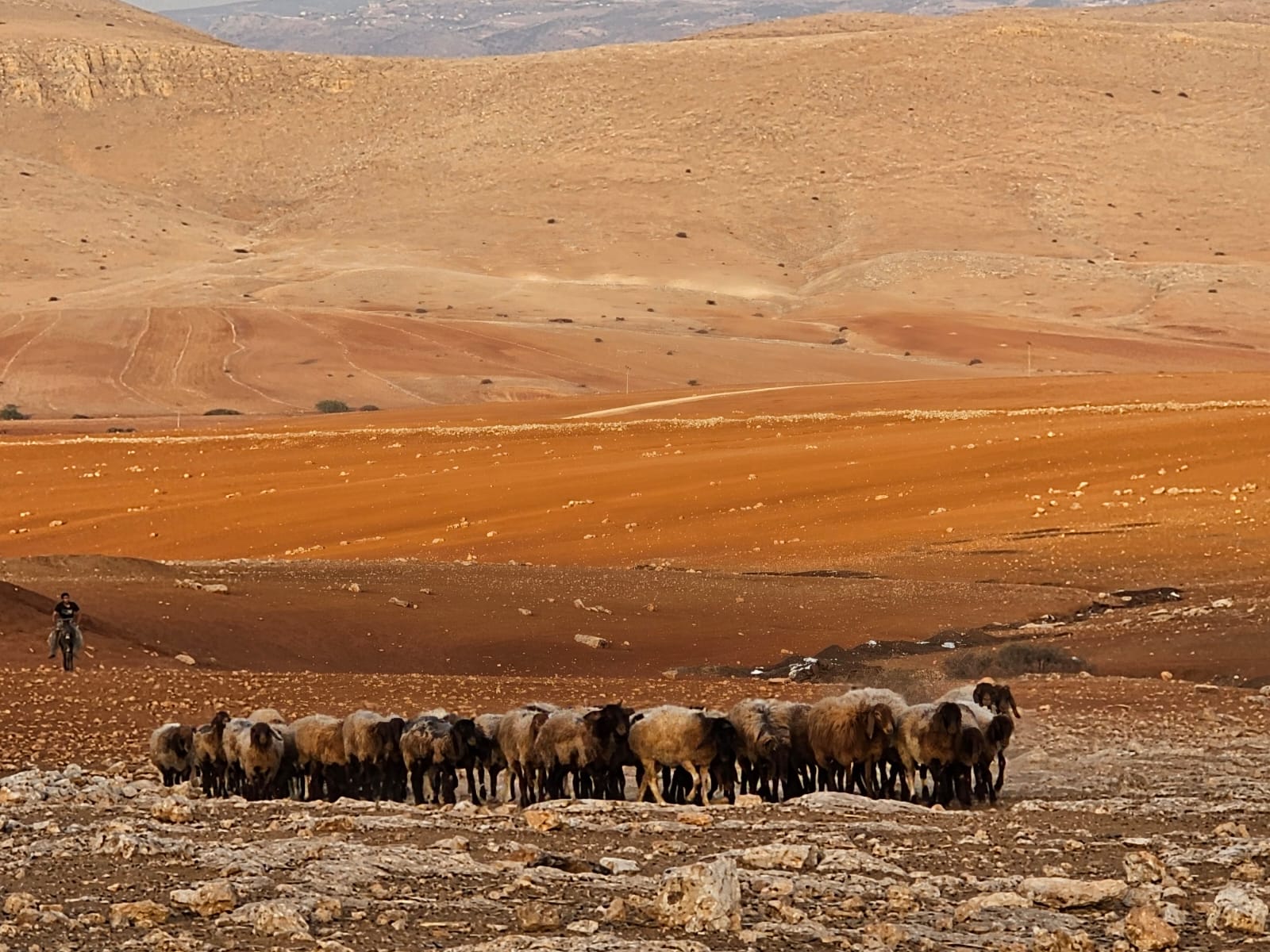 Humsah: K goes out to graze the flock