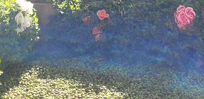 אל חאדר: הזיתים שקטפה נפוז מהחלקה הקרובה אליה 