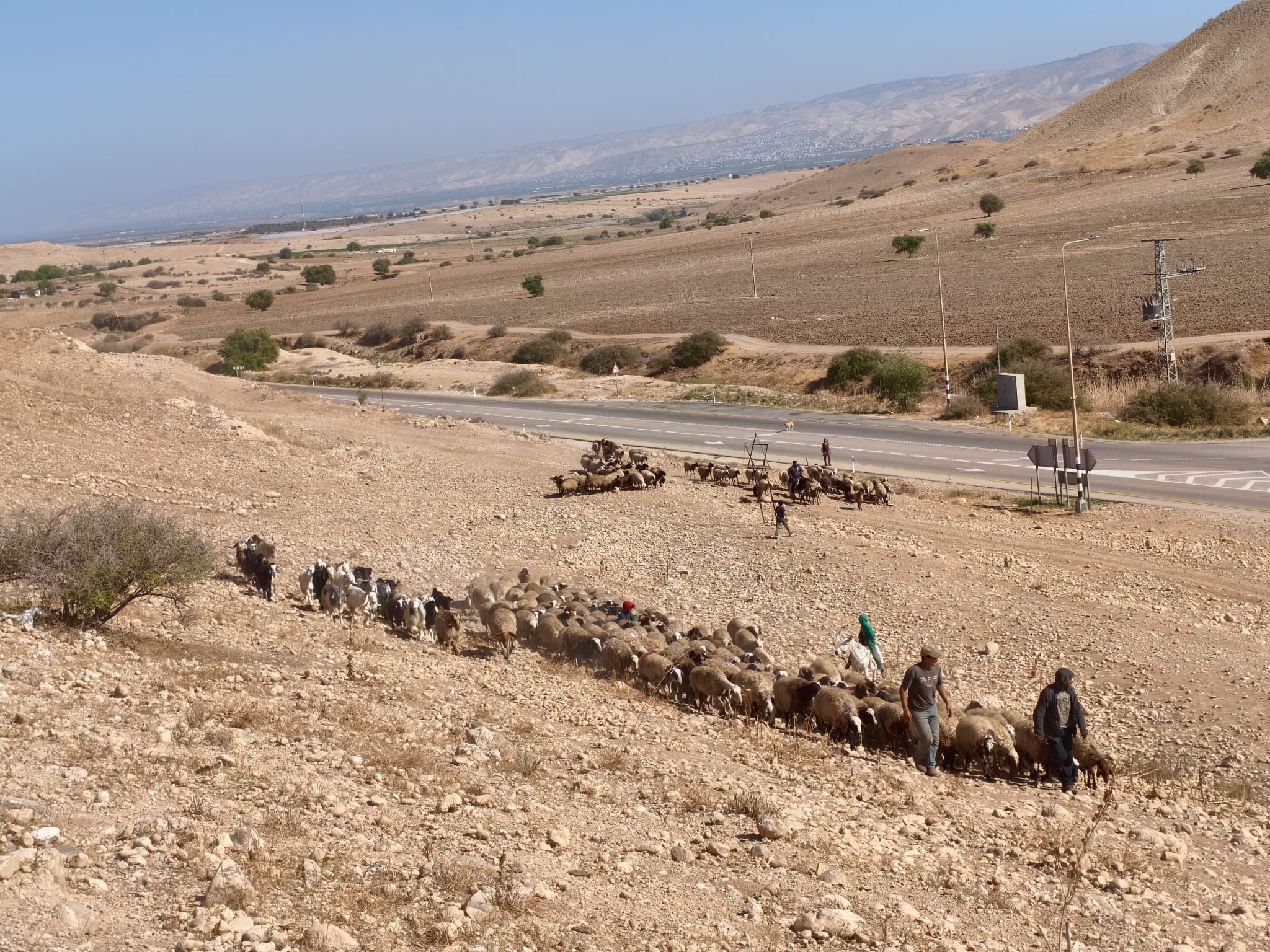 Jordan Valley: The sheep are ascending the path to Al-Farisiya – the end of the journey