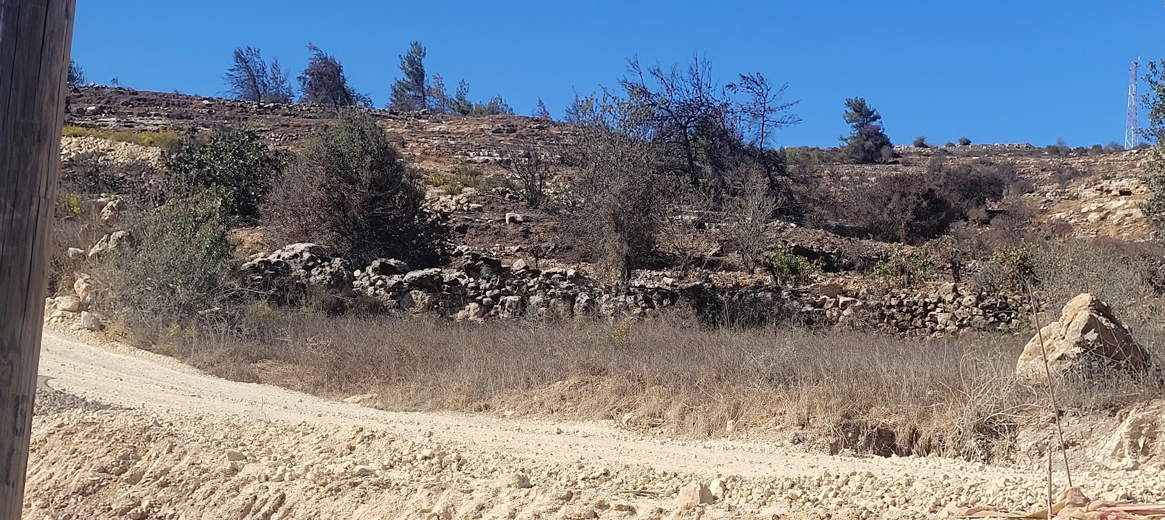 צומת אל חאדר: חלקות זיתים עזובות ושרופות מתחת למאחז שדה בועז 