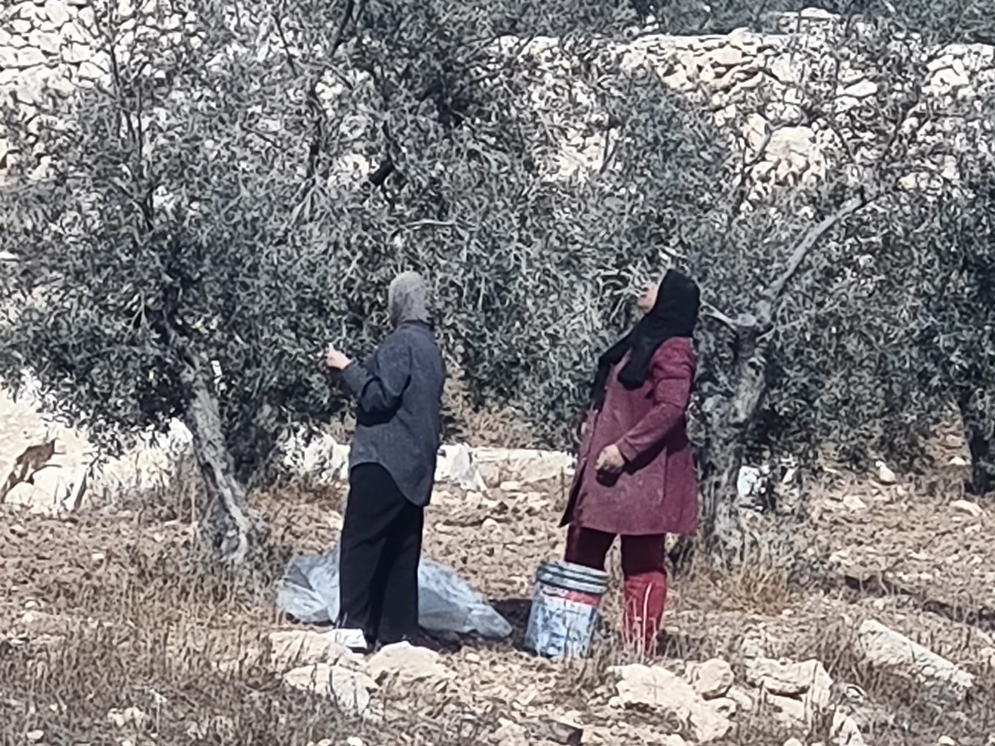 Two women are harvesting olives in a family orchard in Zif