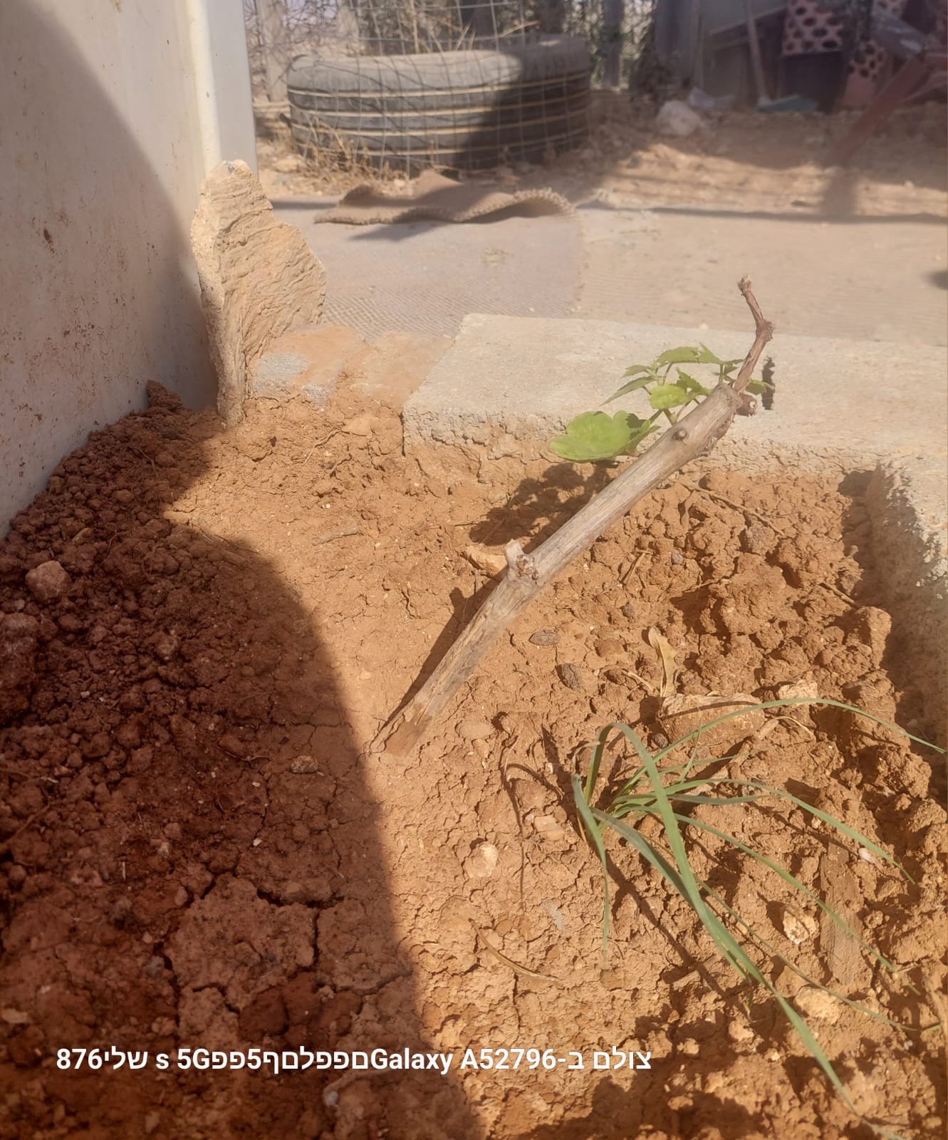 The vine seedling is beginning to blossom and is expected to become a shade tree one day.