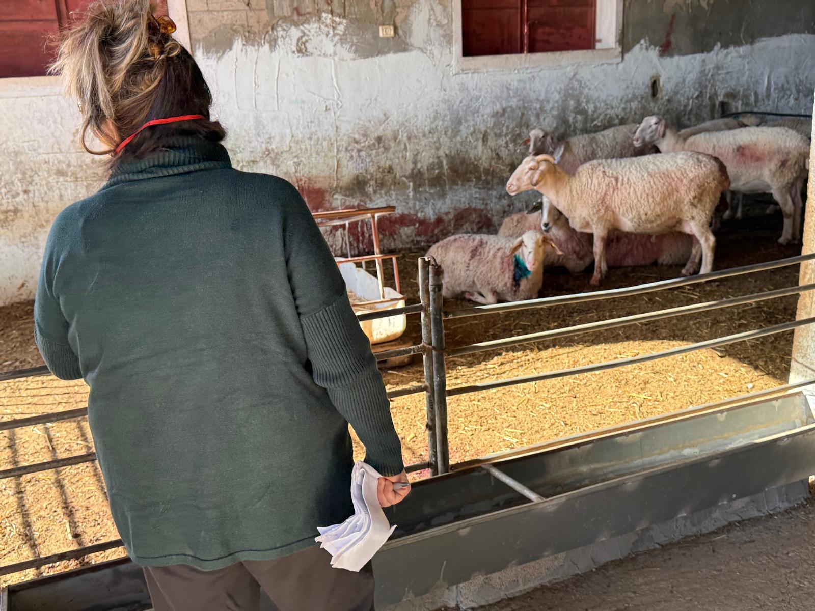 ואדי שחיש -  הכבשים הרובצות פצועות. מקווים שיחלימו אחרי טיפול