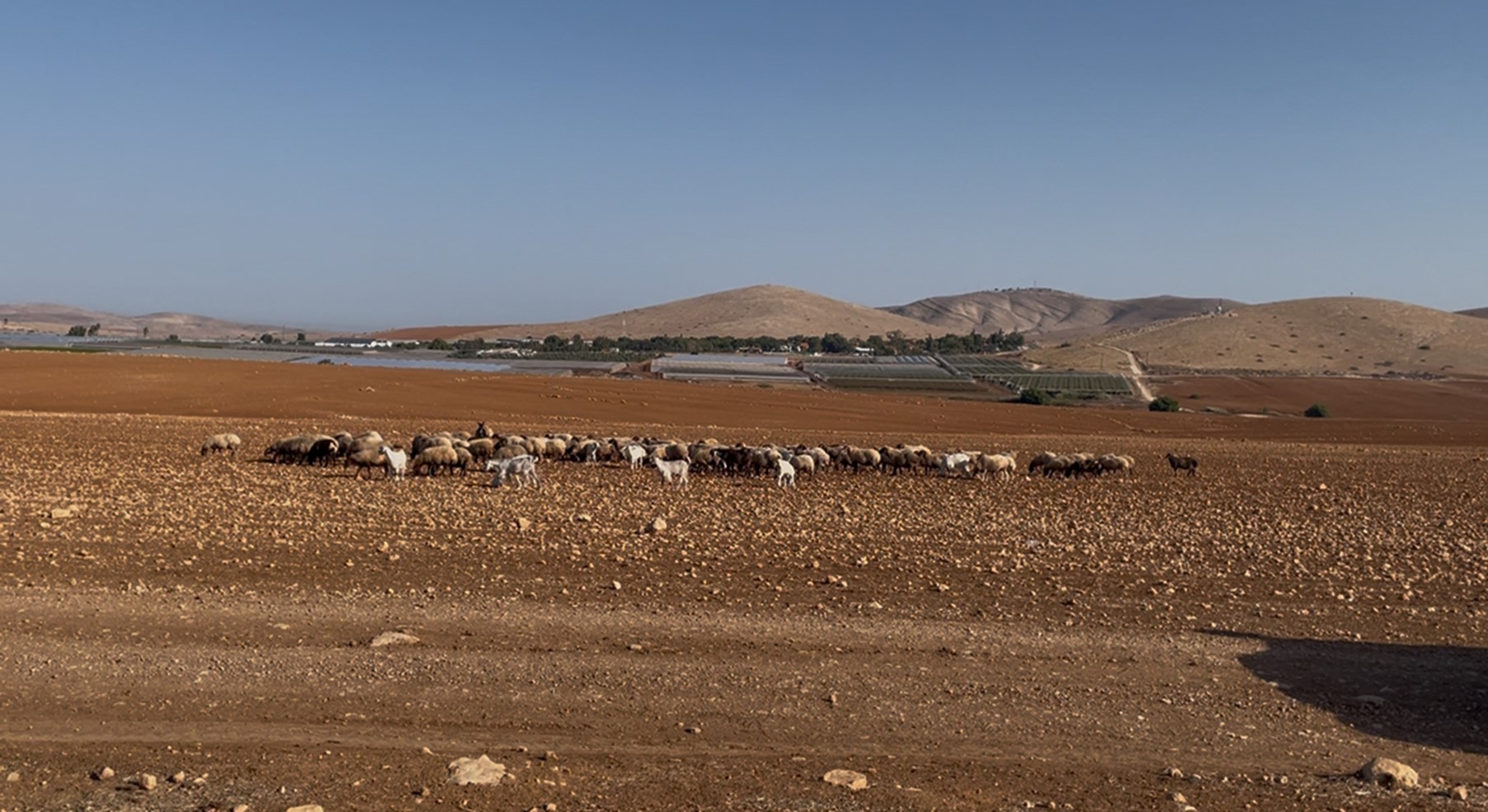Humsa, the permitted field closest to the house, in front of the greenhouses of the Roi settlement