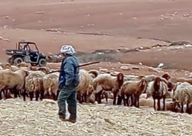 Humsa: An ATV drives close to the sheep herd