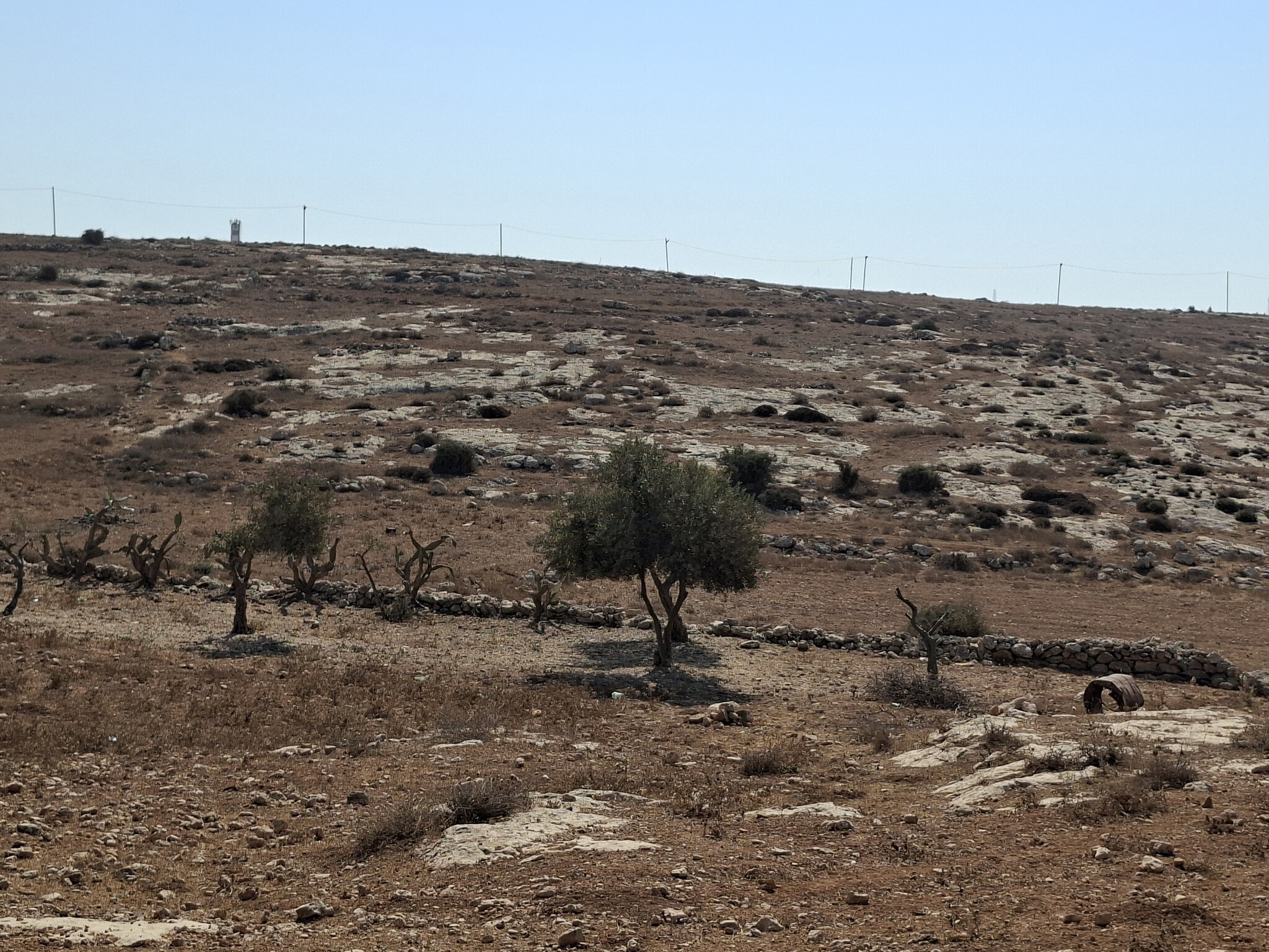 סוסיא - עצים כרותים בידי מתנחלים  
