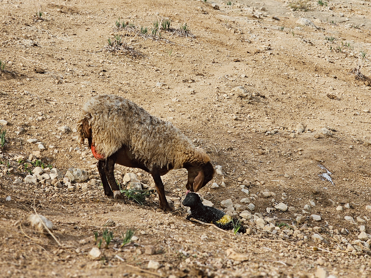 Ein al-Hilwe: The sheep licks the little calf that was just born